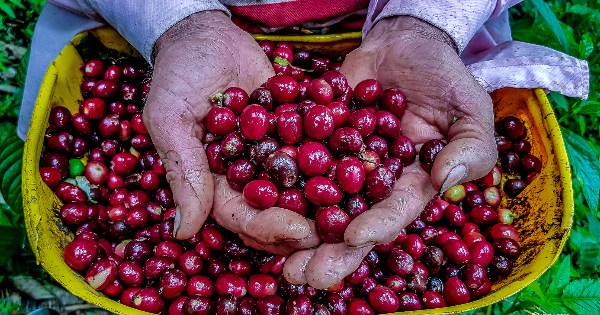 A person with hard-working hands holding a handful of unprocessed coffee berries