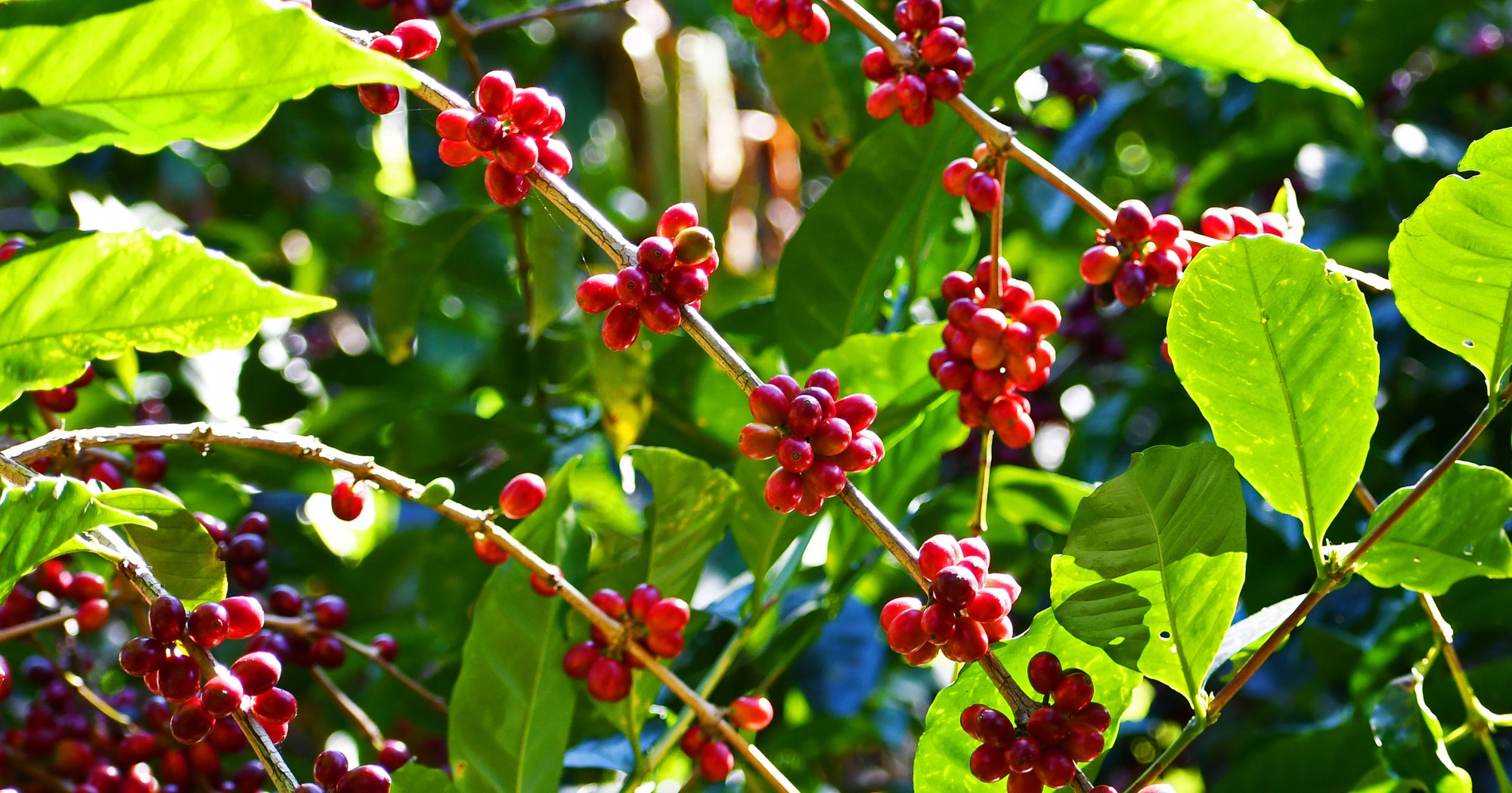 coffee cherries on a coffee tree