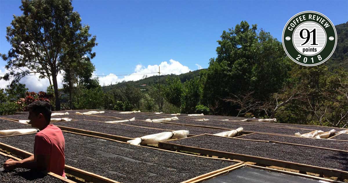 a person standing among coffee drying beds on a coffee farm. a 